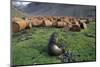 Fur Seal Resting Near Rusted Barrels-Paul Souders-Mounted Photographic Print