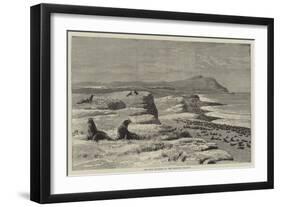 Fur Seal Rookery in the Pribylov Islands-null-Framed Giclee Print