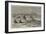 Fur Seal Rookery in the Pribylov Islands-null-Framed Giclee Print