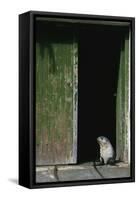 Fur Seal Standing in Doorway-Paul Souders-Framed Stretched Canvas
