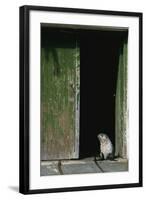 Fur Seal Standing in Doorway-Paul Souders-Framed Photographic Print