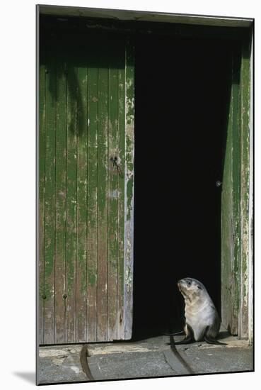 Fur Seal Standing in Doorway-Paul Souders-Mounted Photographic Print