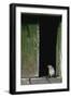 Fur Seal Standing in Doorway-Paul Souders-Framed Photographic Print