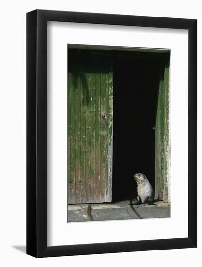 Fur Seal Standing in Doorway-Paul Souders-Framed Photographic Print