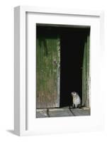 Fur Seal Standing in Doorway-Paul Souders-Framed Photographic Print