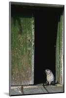 Fur Seal Standing in Doorway-Paul Souders-Mounted Photographic Print