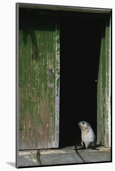 Fur Seal Standing in Doorway-Paul Souders-Mounted Photographic Print