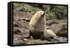 Fur Seal-DLILLC-Framed Stretched Canvas