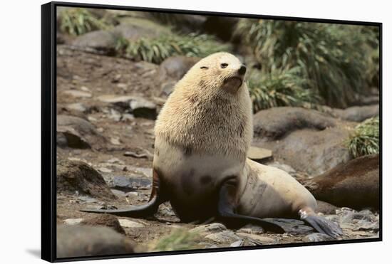 Fur Seal-DLILLC-Framed Stretched Canvas