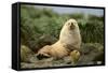 Fur Seal-DLILLC-Framed Stretched Canvas