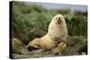 Fur Seal-DLILLC-Stretched Canvas