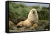 Fur Seal-DLILLC-Framed Stretched Canvas