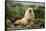 Fur Seal-DLILLC-Framed Stretched Canvas