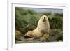 Fur Seal-DLILLC-Framed Photographic Print