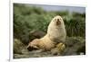 Fur Seal-DLILLC-Framed Photographic Print