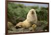 Fur Seal-DLILLC-Framed Photographic Print