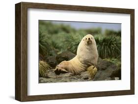 Fur Seal-DLILLC-Framed Photographic Print