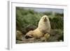 Fur Seal-DLILLC-Framed Photographic Print