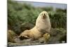 Fur Seal-DLILLC-Mounted Photographic Print