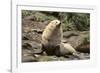 Fur Seal-DLILLC-Framed Photographic Print