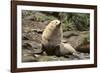 Fur Seal-DLILLC-Framed Photographic Print