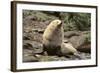 Fur Seal-DLILLC-Framed Photographic Print