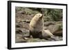 Fur Seal-DLILLC-Framed Photographic Print