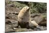 Fur Seal-DLILLC-Mounted Photographic Print