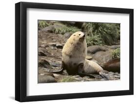 Fur Seal-DLILLC-Framed Photographic Print