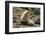 Fur Seal-DLILLC-Framed Photographic Print