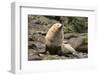 Fur Seal-DLILLC-Framed Photographic Print