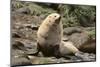 Fur Seal-DLILLC-Mounted Photographic Print