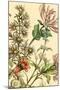Furber Flowers IV - Detail-Robert Furber-Mounted Giclee Print