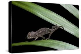 Furcifer Oustaleti (Malagasy Giant Chameleon) - Young-Paul Starosta-Stretched Canvas