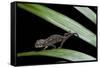 Furcifer Oustaleti (Malagasy Giant Chameleon) - Young-Paul Starosta-Framed Stretched Canvas