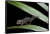 Furcifer Oustaleti (Malagasy Giant Chameleon) - Young-Paul Starosta-Framed Stretched Canvas