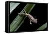 Furcifer Oustaleti (Malagasy Giant Chameleon) - Young-Paul Starosta-Framed Stretched Canvas