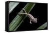 Furcifer Oustaleti (Malagasy Giant Chameleon) - Young-Paul Starosta-Framed Stretched Canvas