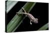 Furcifer Oustaleti (Malagasy Giant Chameleon) - Young-Paul Starosta-Stretched Canvas