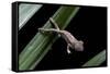 Furcifer Oustaleti (Malagasy Giant Chameleon) - Young-Paul Starosta-Framed Stretched Canvas