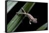 Furcifer Oustaleti (Malagasy Giant Chameleon) - Young-Paul Starosta-Framed Stretched Canvas