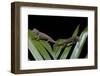 Furcifer Oustaleti (Malagasy Giant Chameleon) - Young-Paul Starosta-Framed Photographic Print