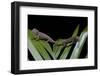 Furcifer Oustaleti (Malagasy Giant Chameleon) - Young-Paul Starosta-Framed Photographic Print