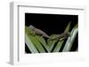 Furcifer Oustaleti (Malagasy Giant Chameleon) - Young-Paul Starosta-Framed Photographic Print