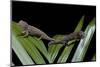 Furcifer Oustaleti (Malagasy Giant Chameleon) - Young-Paul Starosta-Mounted Photographic Print