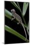 Furcifer Oustaleti (Malagasy Giant Chameleon) - Young-Paul Starosta-Mounted Photographic Print