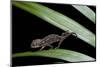 Furcifer Oustaleti (Malagasy Giant Chameleon) - Young-Paul Starosta-Mounted Photographic Print