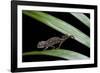 Furcifer Oustaleti (Malagasy Giant Chameleon) - Young-Paul Starosta-Framed Photographic Print
