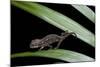 Furcifer Oustaleti (Malagasy Giant Chameleon) - Young-Paul Starosta-Mounted Photographic Print