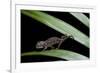 Furcifer Oustaleti (Malagasy Giant Chameleon) - Young-Paul Starosta-Framed Photographic Print